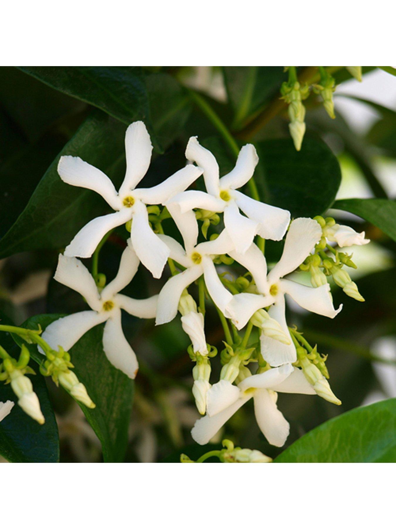 Product photograph of Trachelospermum Jasminoides Star Jasmine Potted Plant 1 2m Tall from very.co.uk