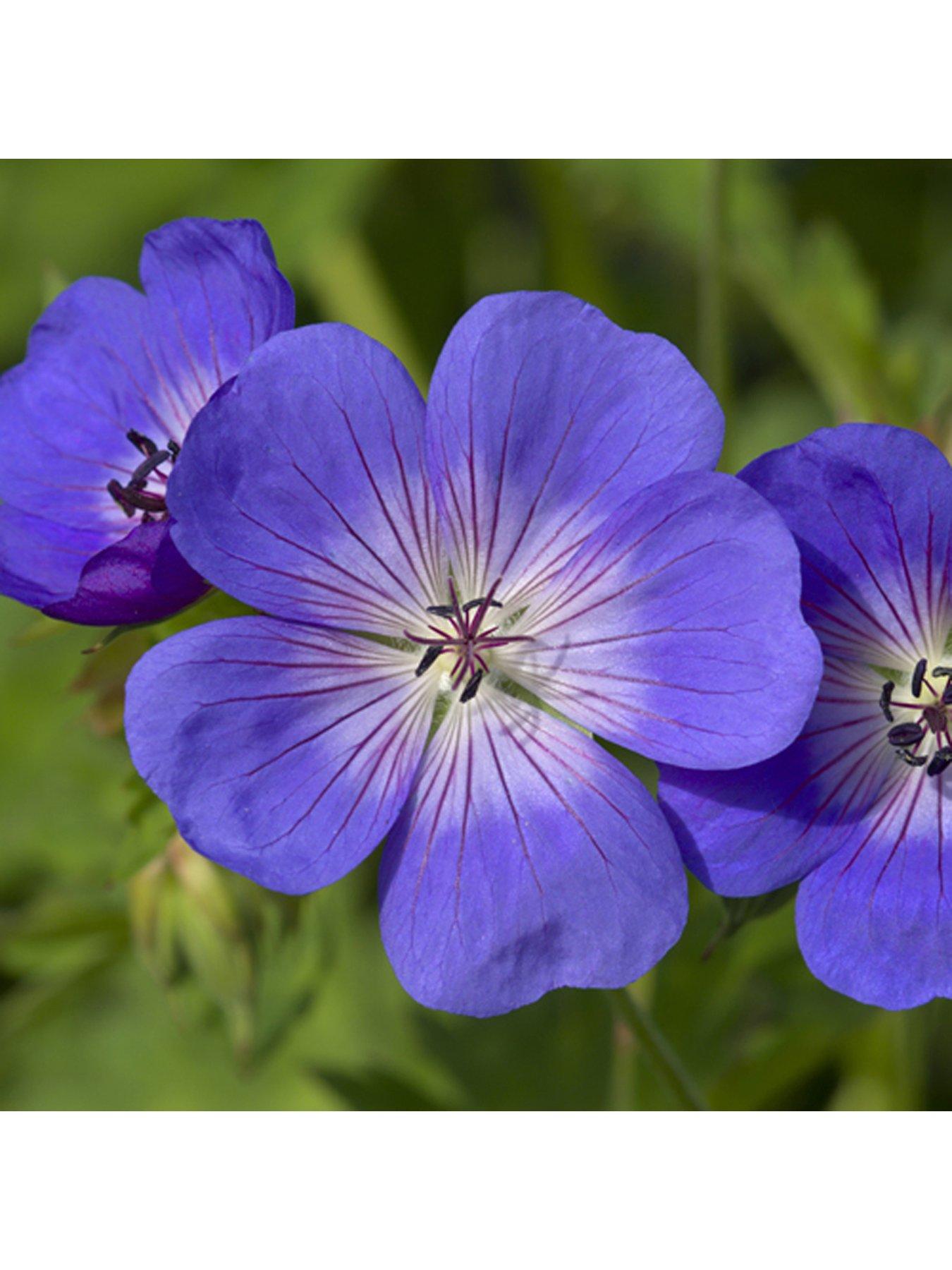 Product photograph of Pair Of Hardy Geranium Rozanne 2l Potted Plants from very.co.uk