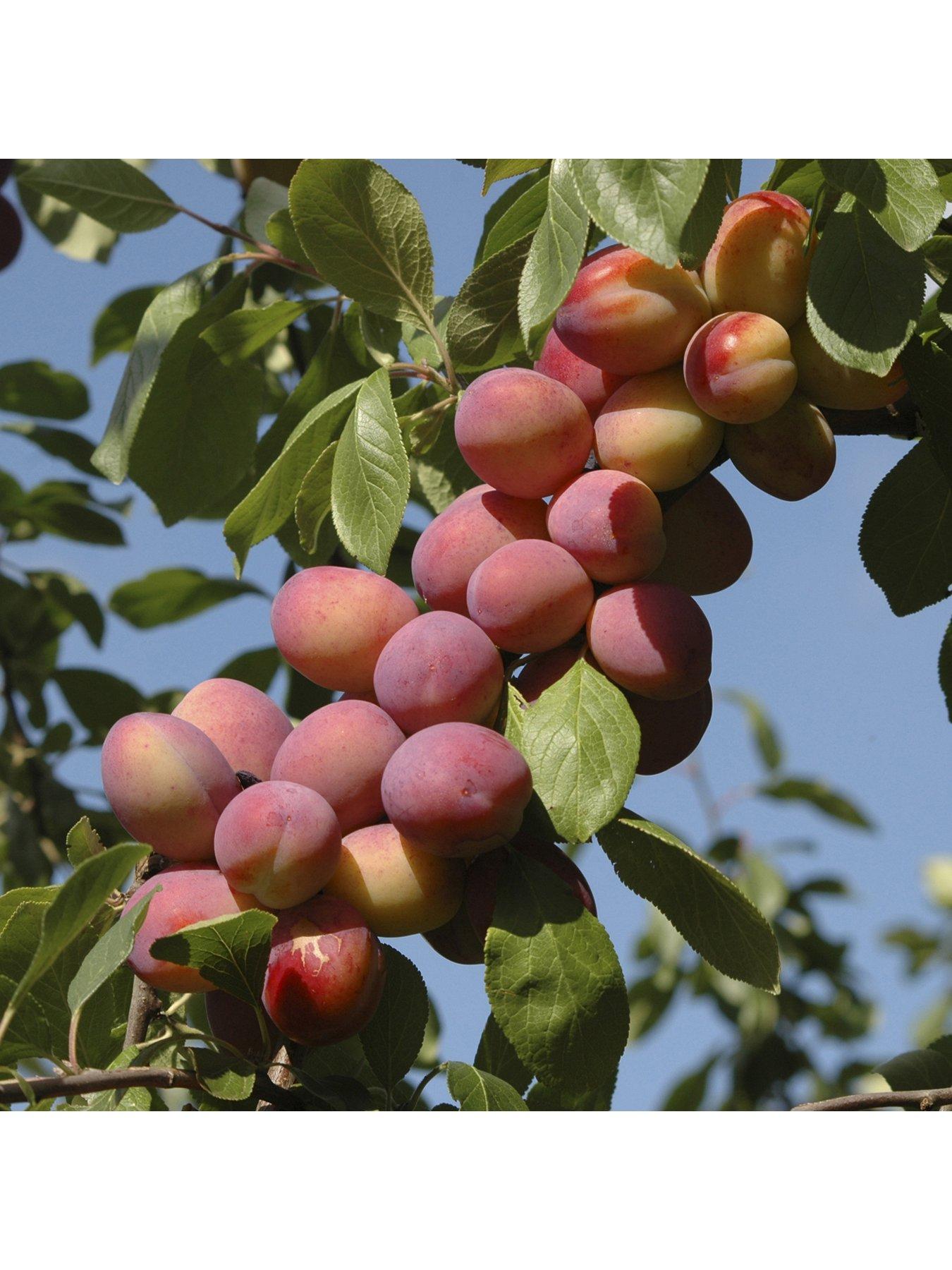 Product photograph of Patio Fruit Tree Plum Little Vic 4l Potted Plant from very.co.uk