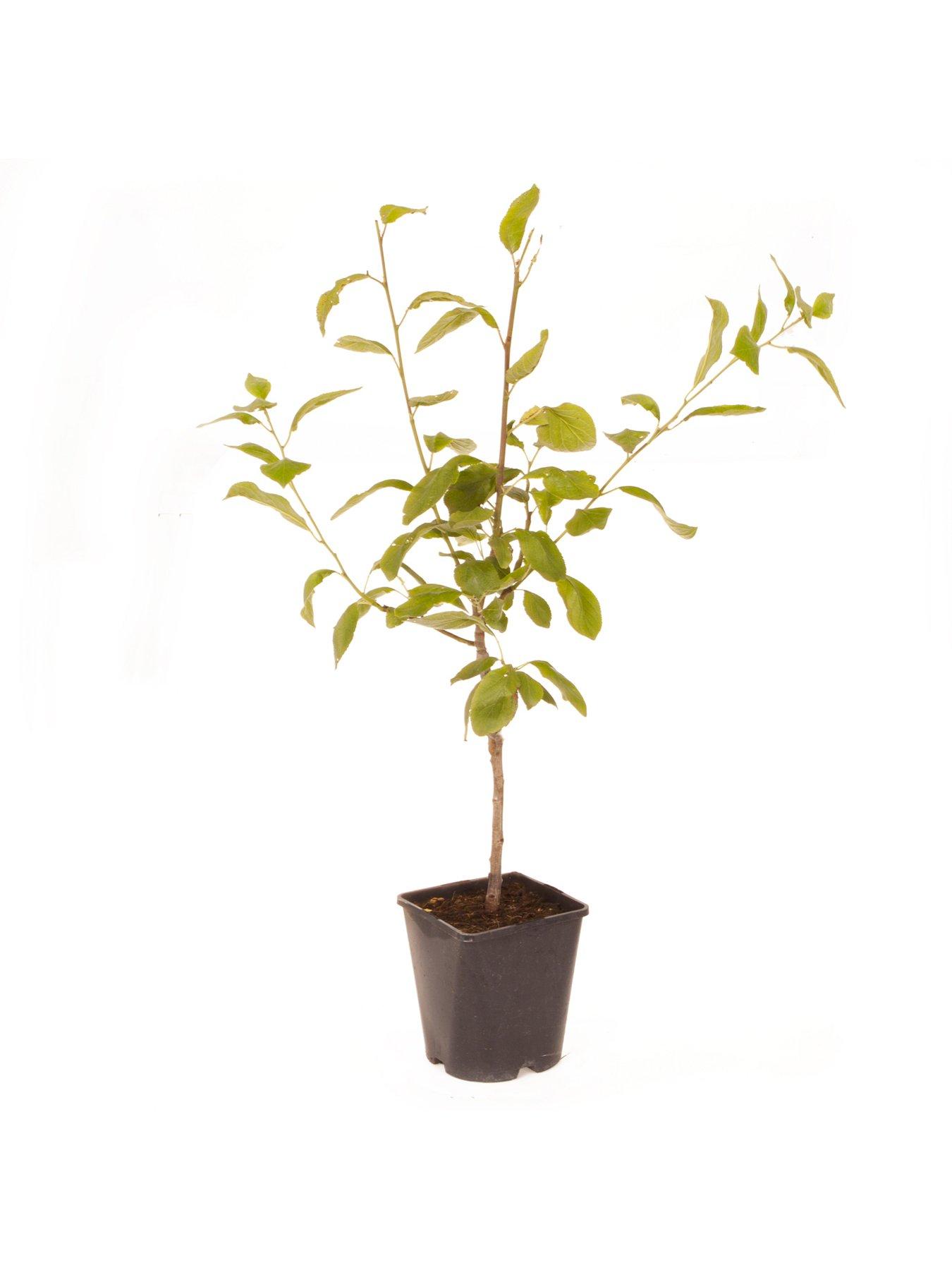 Image 2 of 2 of You Garden Patio Fruit Tree Plum 'Little Vic' 4L Potted Plant