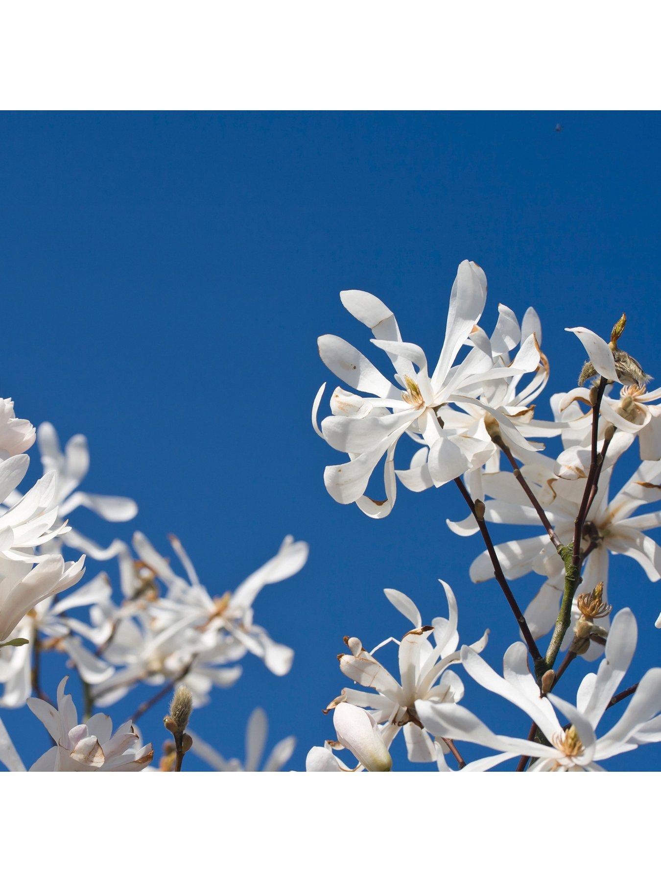 Product photograph of Magnolia Stellata Standard 3l Potted Plant 1m Tall from very.co.uk