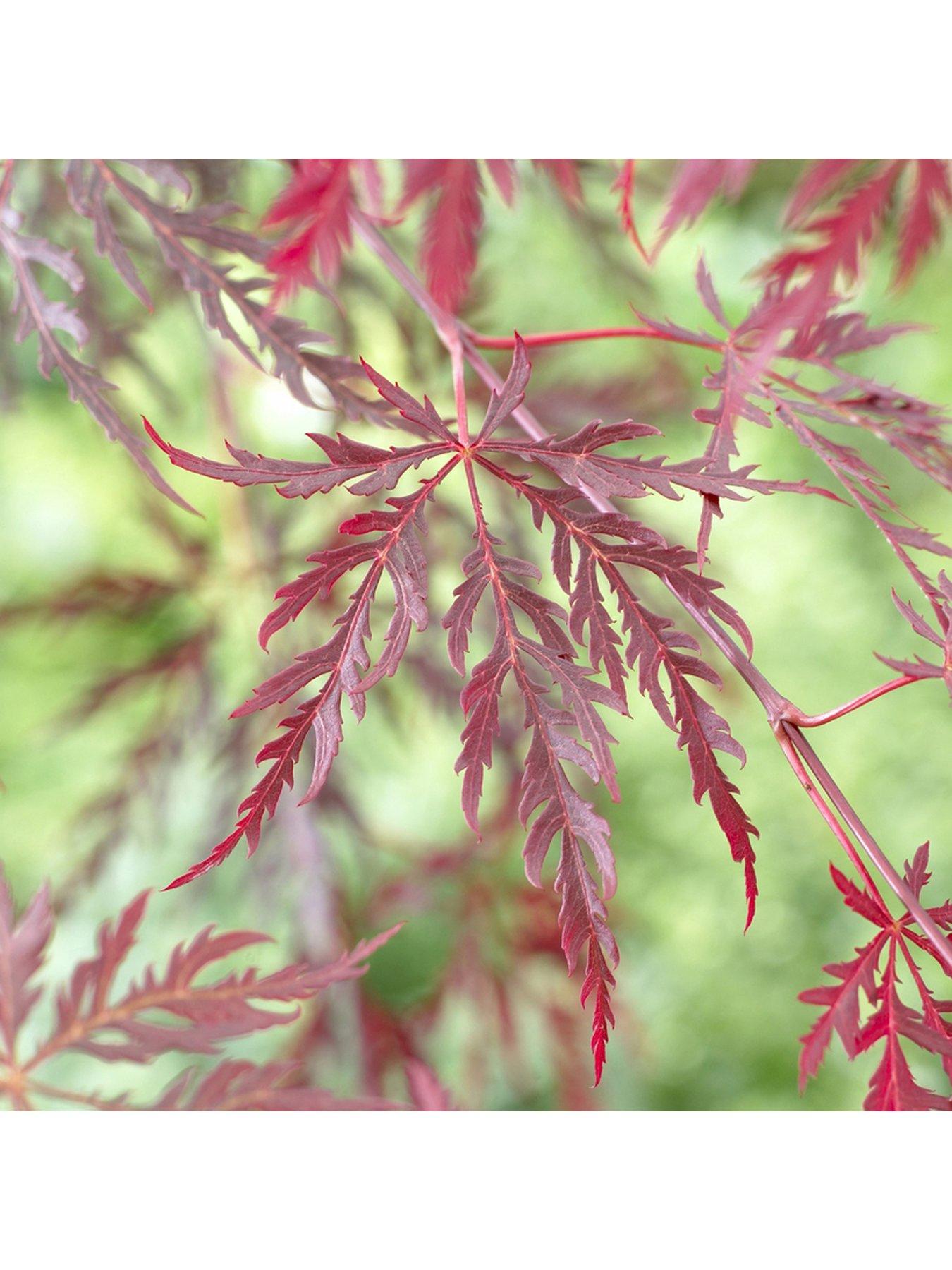 Product photograph of You Garden Acer Dissectum Garnet 3l Potted Plant from very.co.uk