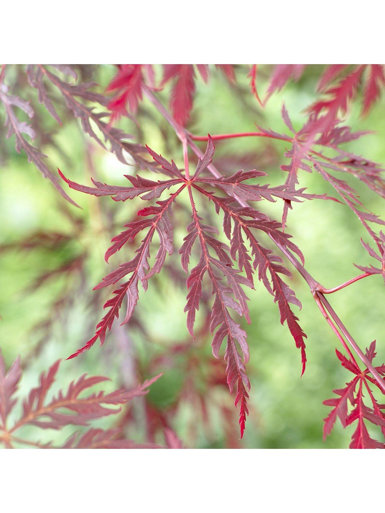 Product photograph of Acer Dissectum Garnet 3l Potted Plant from very.co.uk