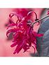  image of loropetalum-chinese-witch-hazel-everred-2l-potted-plant