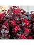  image of loropetalum-chinese-witch-hazel-everred-2l-potted-plant