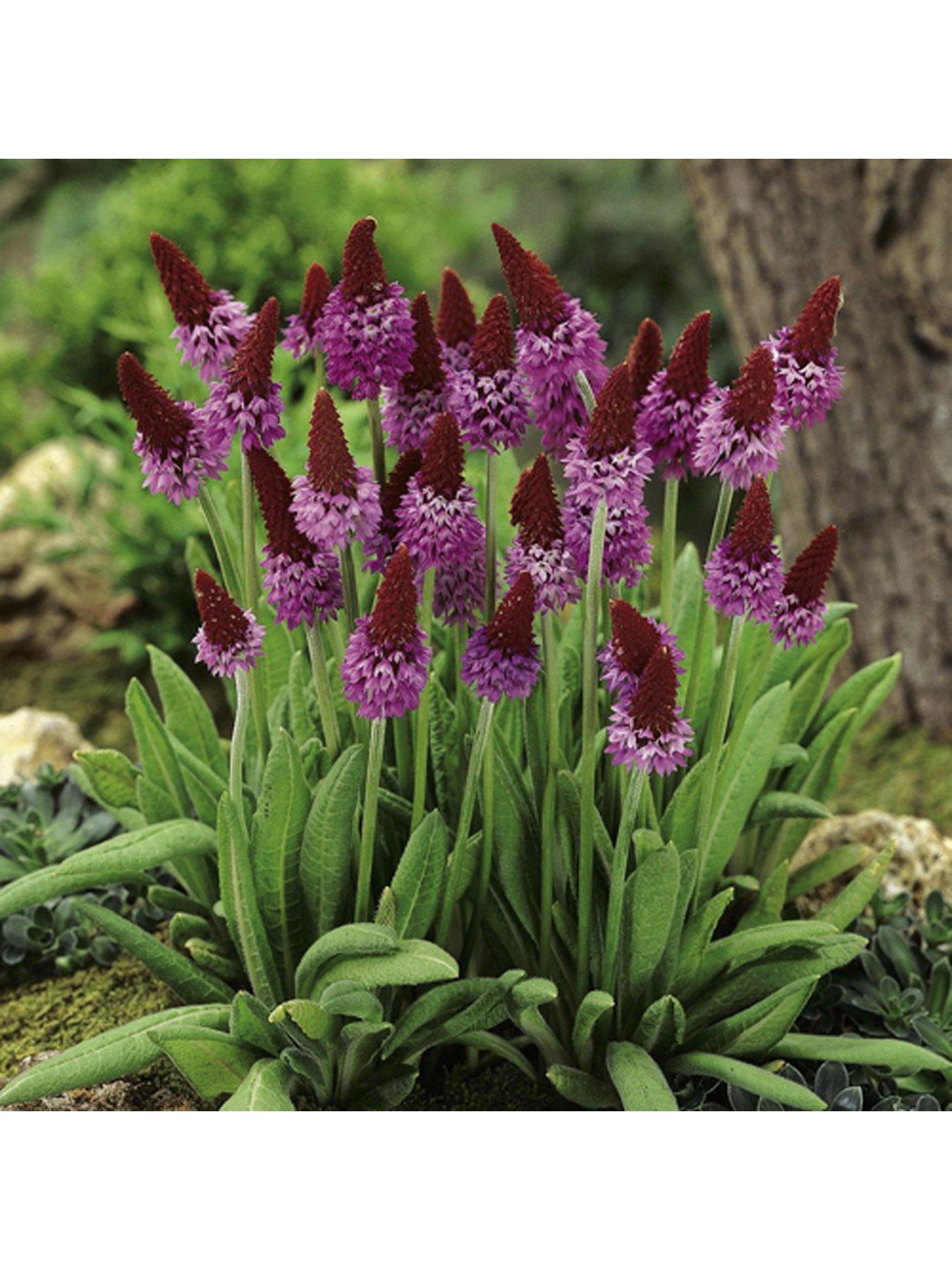 undefined Red Hot Poker' Primrose Primula viallii 3 x 9cm Potted Plants