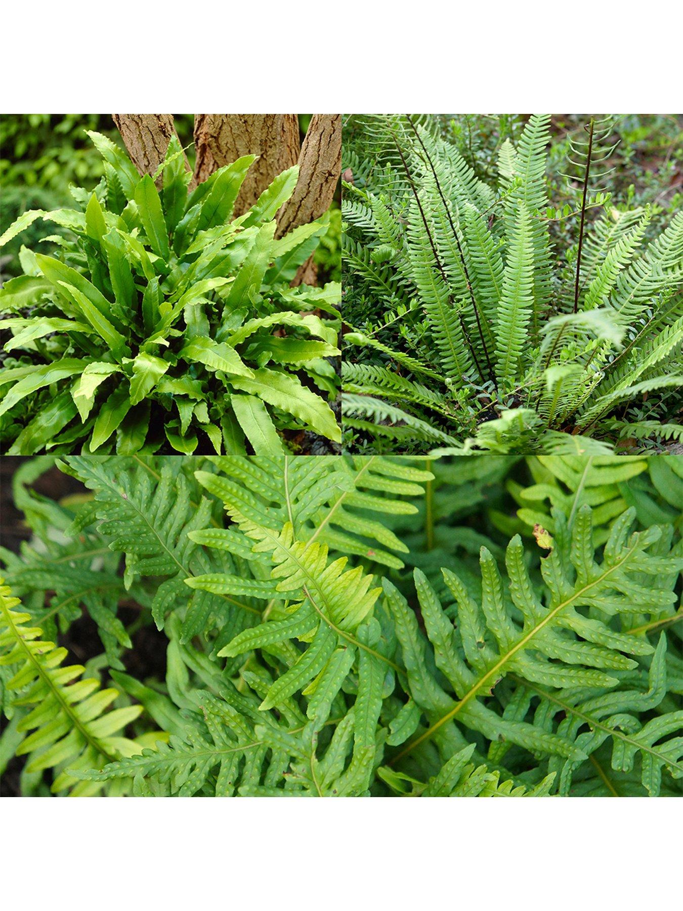 You Garden Evergreen Hardy Fern Collection 3 x 9cm Potted Plants