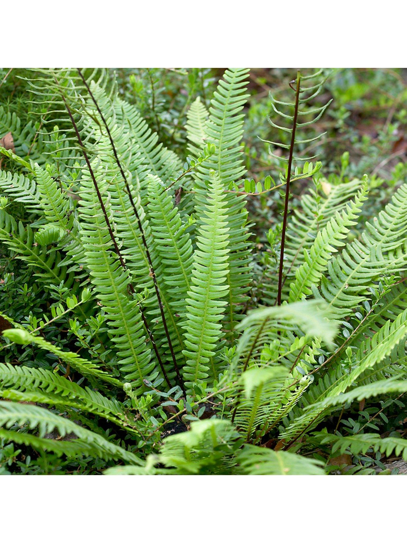Image 2 of 5 of You Garden Evergreen Hardy Fern Collection 3 x 9cm Potted Plants
