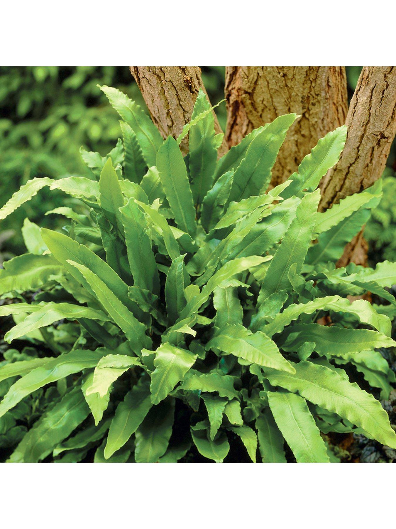 Image 3 of 5 of You Garden Evergreen Hardy Fern Collection 3 x 9cm Potted Plants