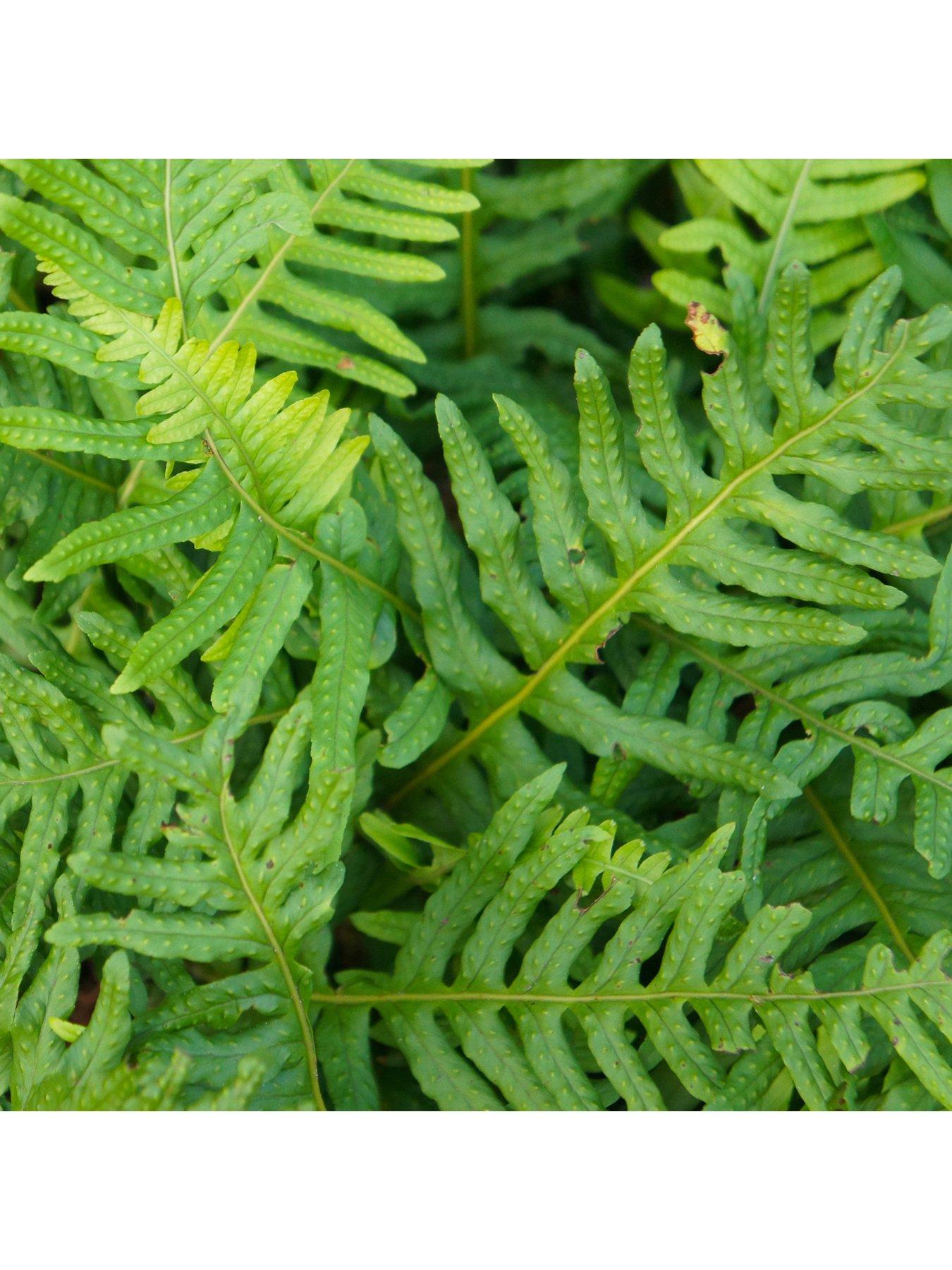 Image 4 of 5 of You Garden Evergreen Hardy Fern Collection 3 x 9cm Potted Plants