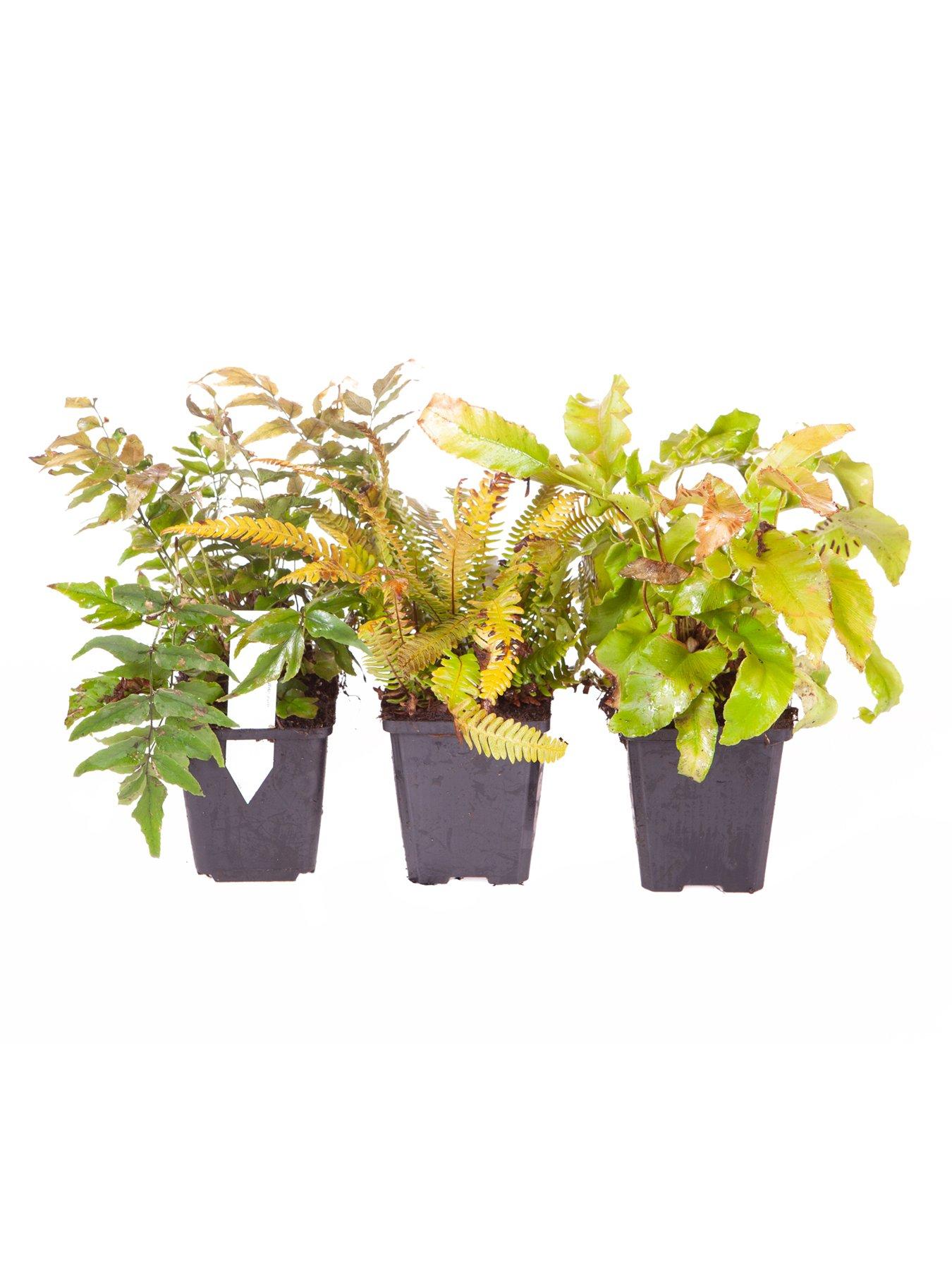 Image 5 of 5 of You Garden Evergreen Hardy Fern Collection 3 x 9cm Potted Plants