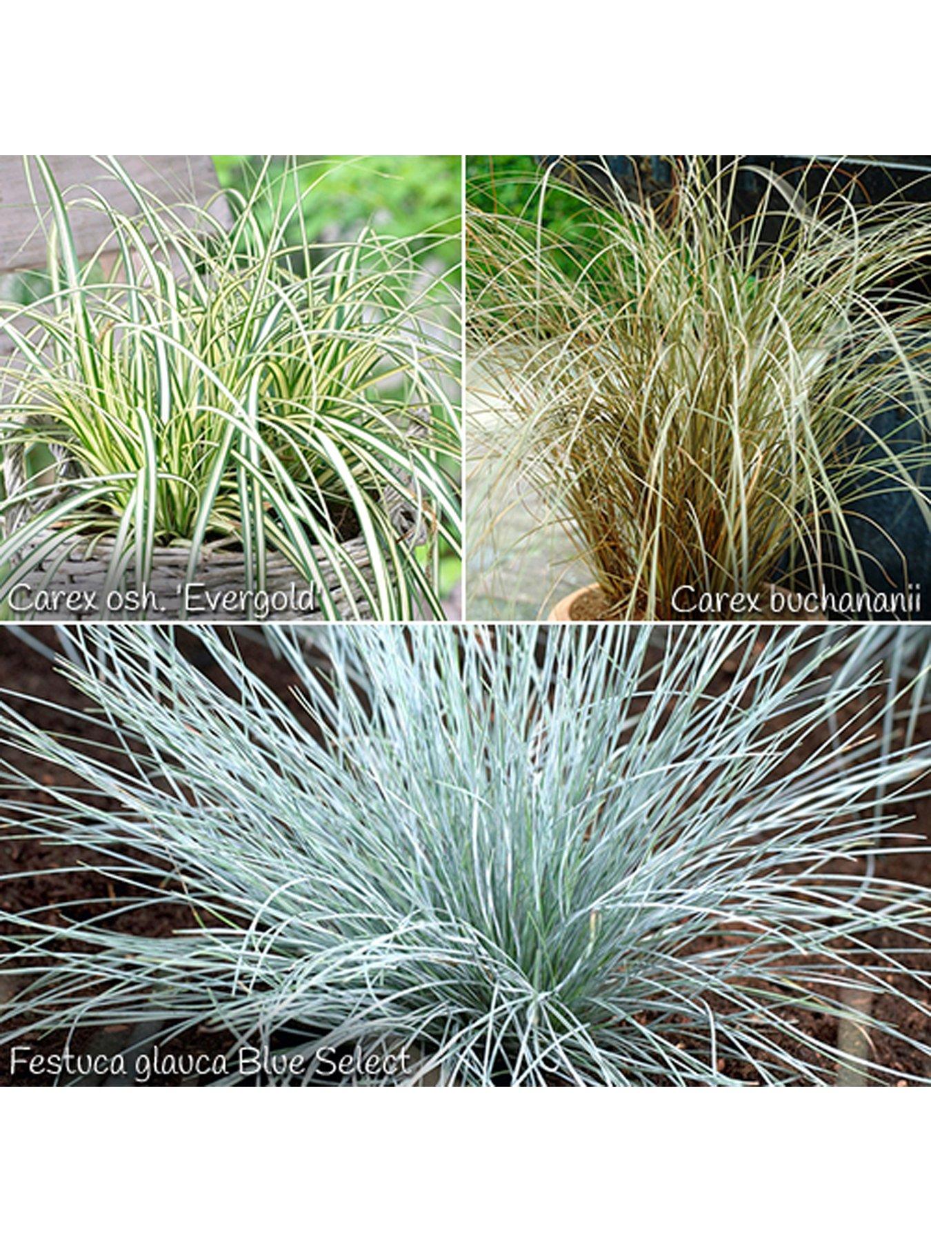 undefined Colourful Ornamental Grasses Collection 6 x 9cm Potted Plants