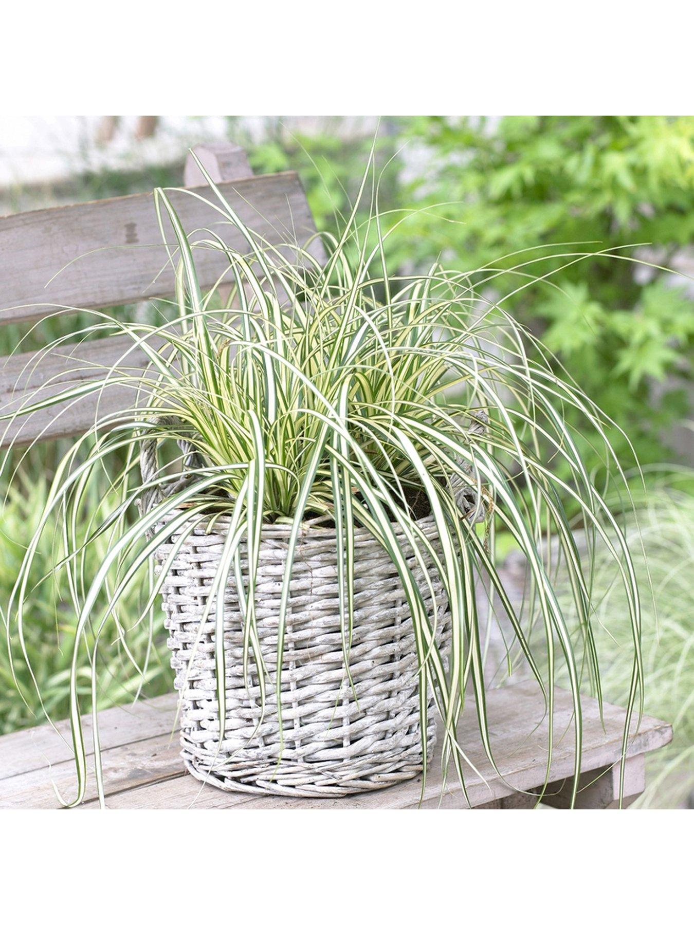 Image 2 of 4 of You Garden Colourful Ornamental Grasses Collection 6 x 9cm Potted Plants