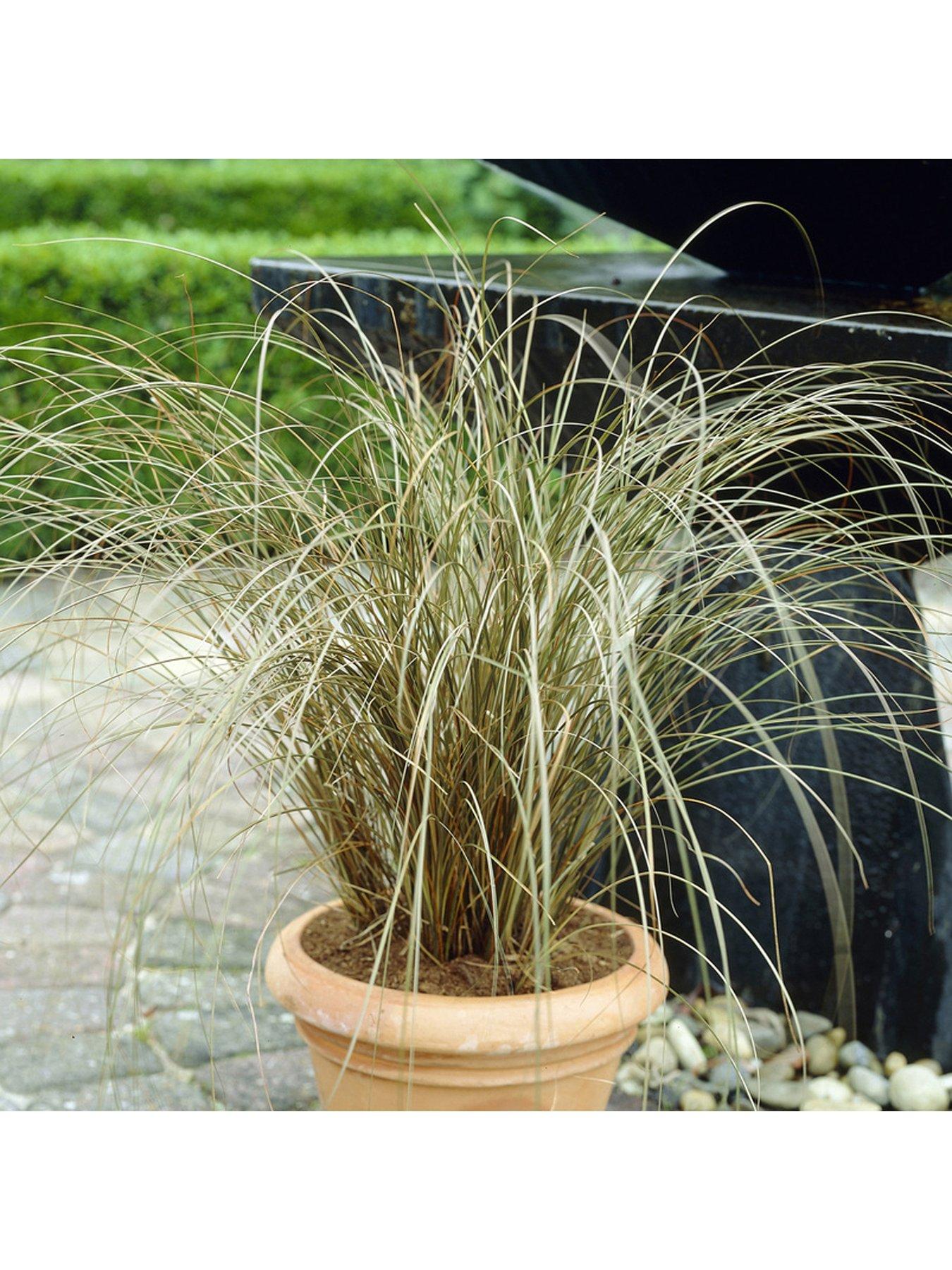 Image 3 of 4 of You Garden Colourful Ornamental Grasses Collection 6 x 9cm Potted Plants