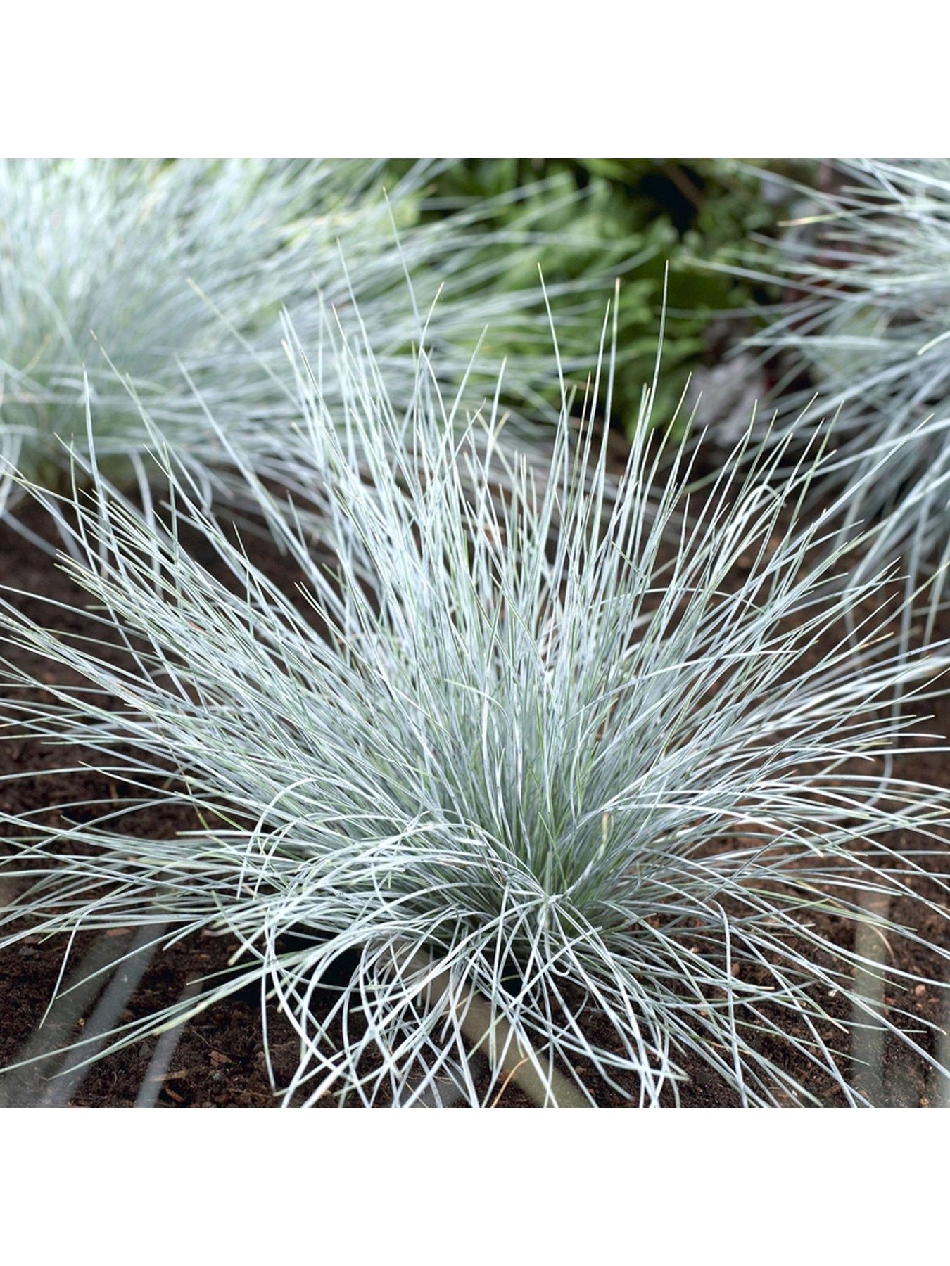 Image 4 of 4 of You Garden Colourful Ornamental Grasses Collection 6 x 9cm Potted Plants