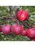  image of apple-tree-tickled-pink-75l-potted-plant-14m-tall