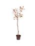  image of apple-tree-tickled-pink-75l-potted-plant-14m-tall