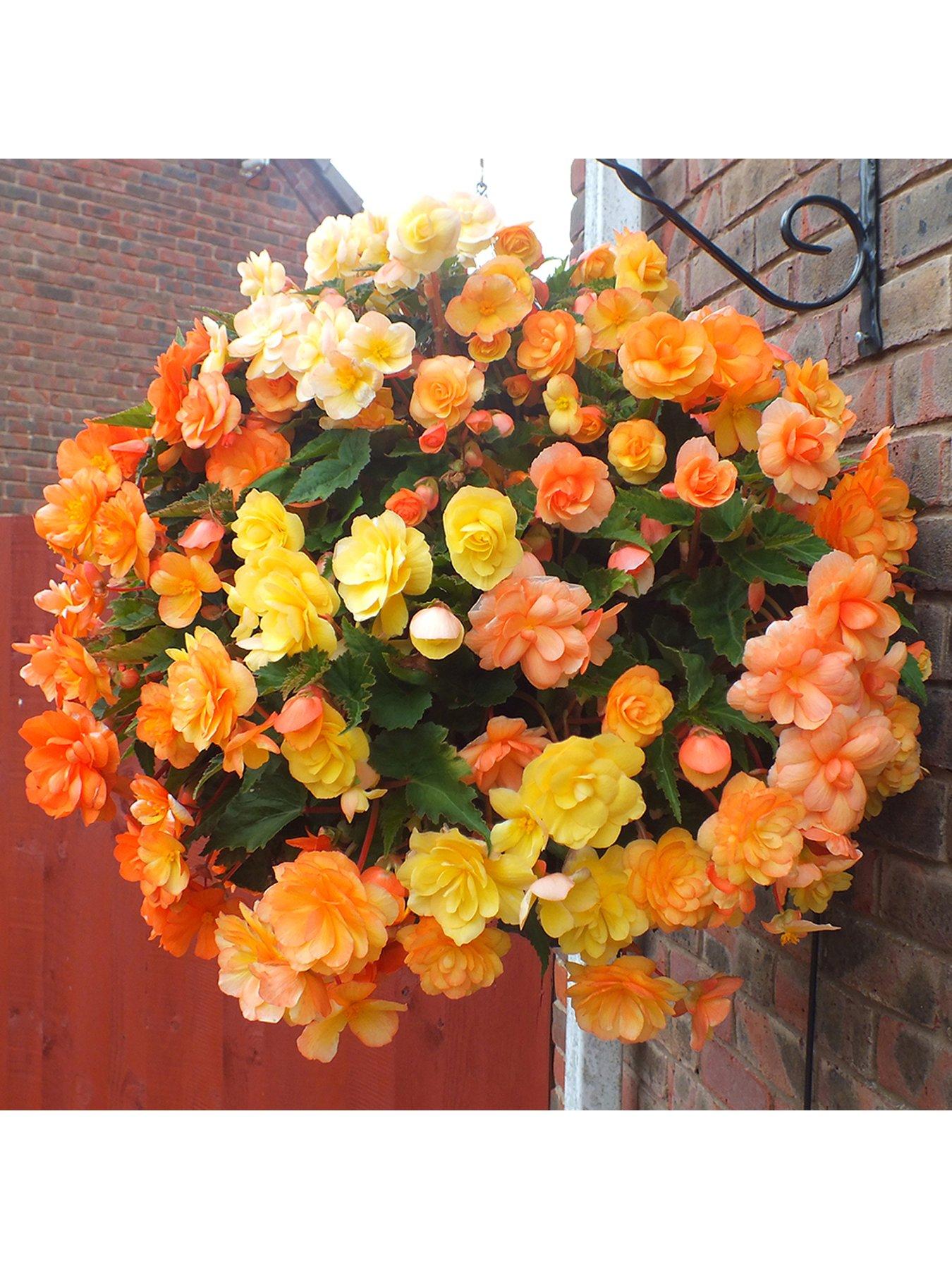 You Garden Trailing Begonia Apricot Shades 12 x Jumbo Plugs