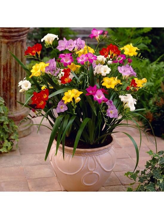 front image of pack-of-100-fragrant-freesia-bulbs