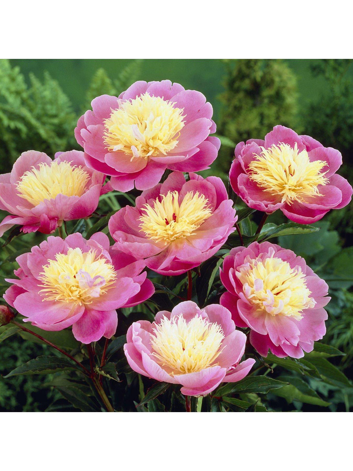 Product photograph of You Garden Peony Bowl Of Beauty 3 X Bare Roots from very.co.uk