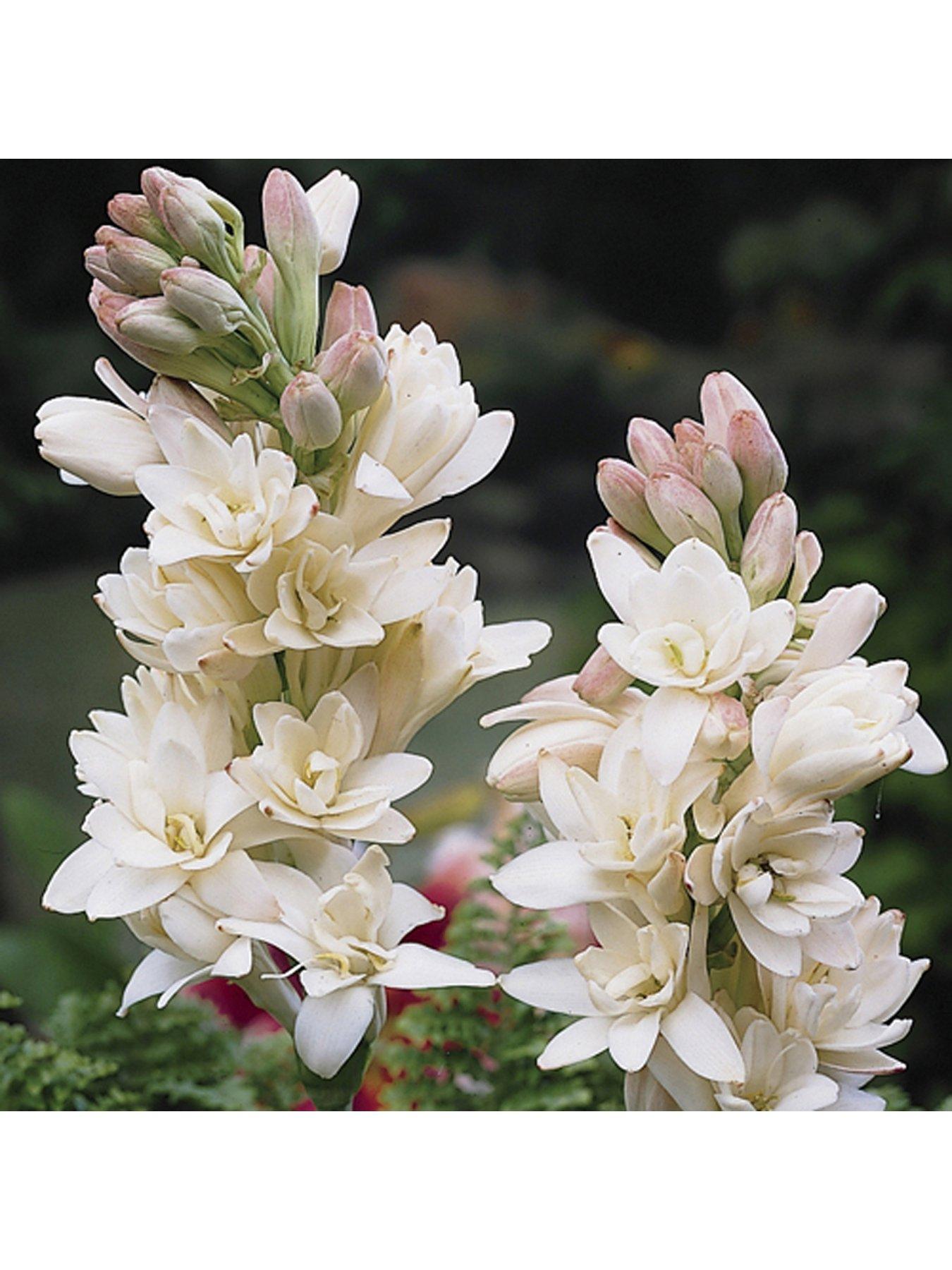 Product photograph of You Garden Polianthes Tuberosa Tuberrose Pack Of 10 Bulbs from very.co.uk