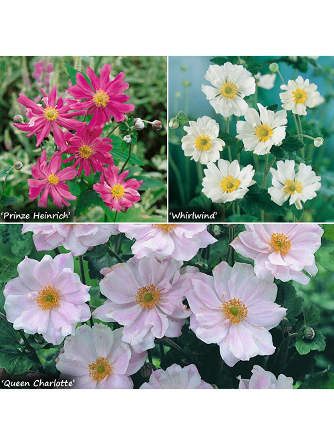 Product photograph of You Garden Hardy Japanese Anemone Collection 3 X 9cm Potted Plants from very.co.uk