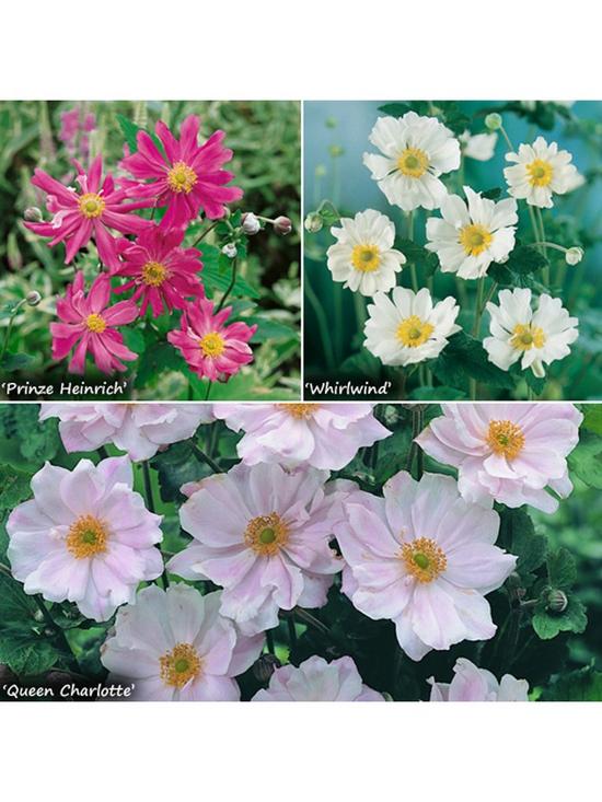 front image of hardy-japanese-anemone-collection-3-x-9cm-potted-plants