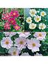  image of hardy-japanese-anemone-collection-3-x-9cm-potted-plants