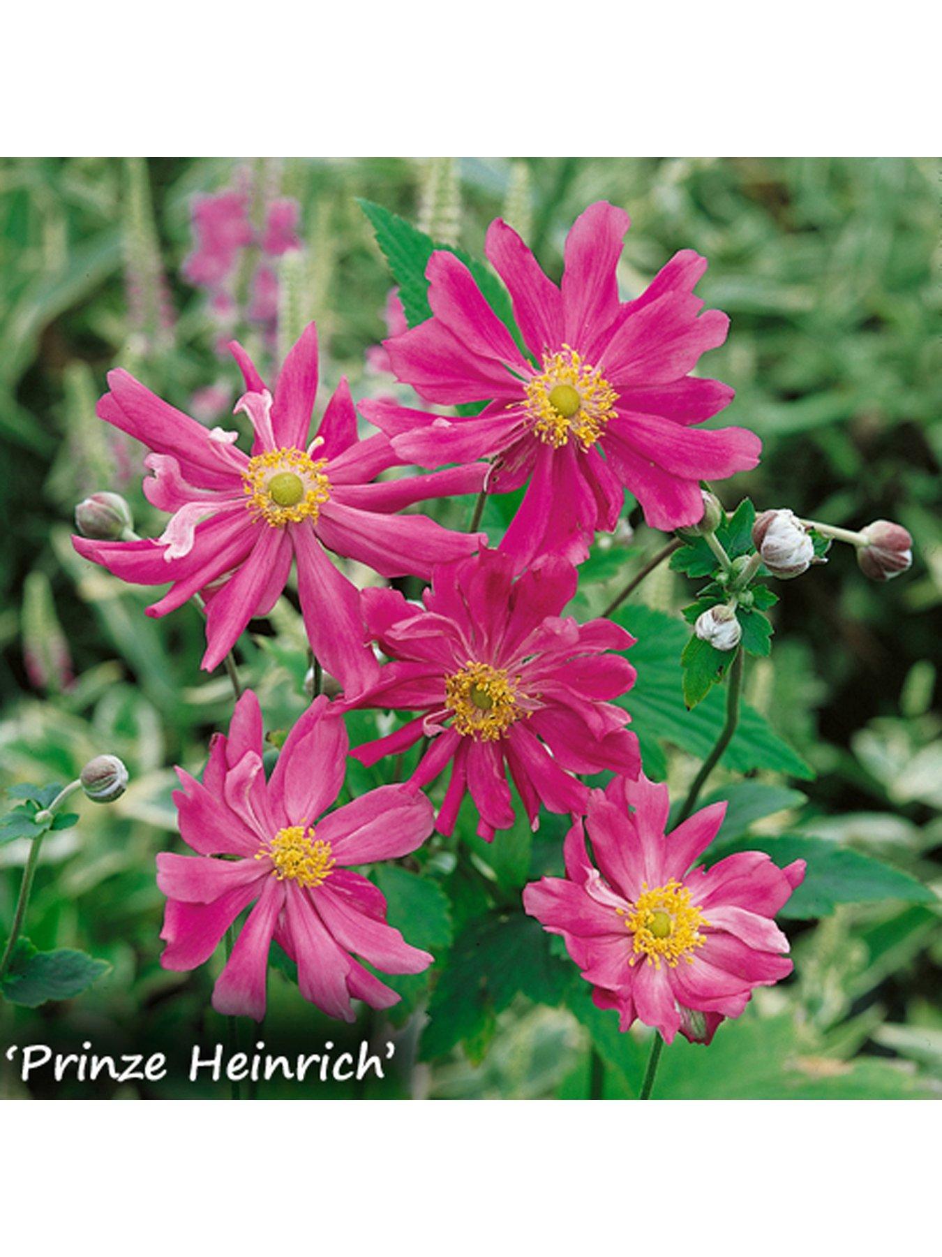 Image 2 of 4 of You Garden Hardy Japanese Anemone Collection 3 x 9cm Potted Plants