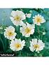  image of hardy-japanese-anemone-collection-3-x-9cm-potted-plants
