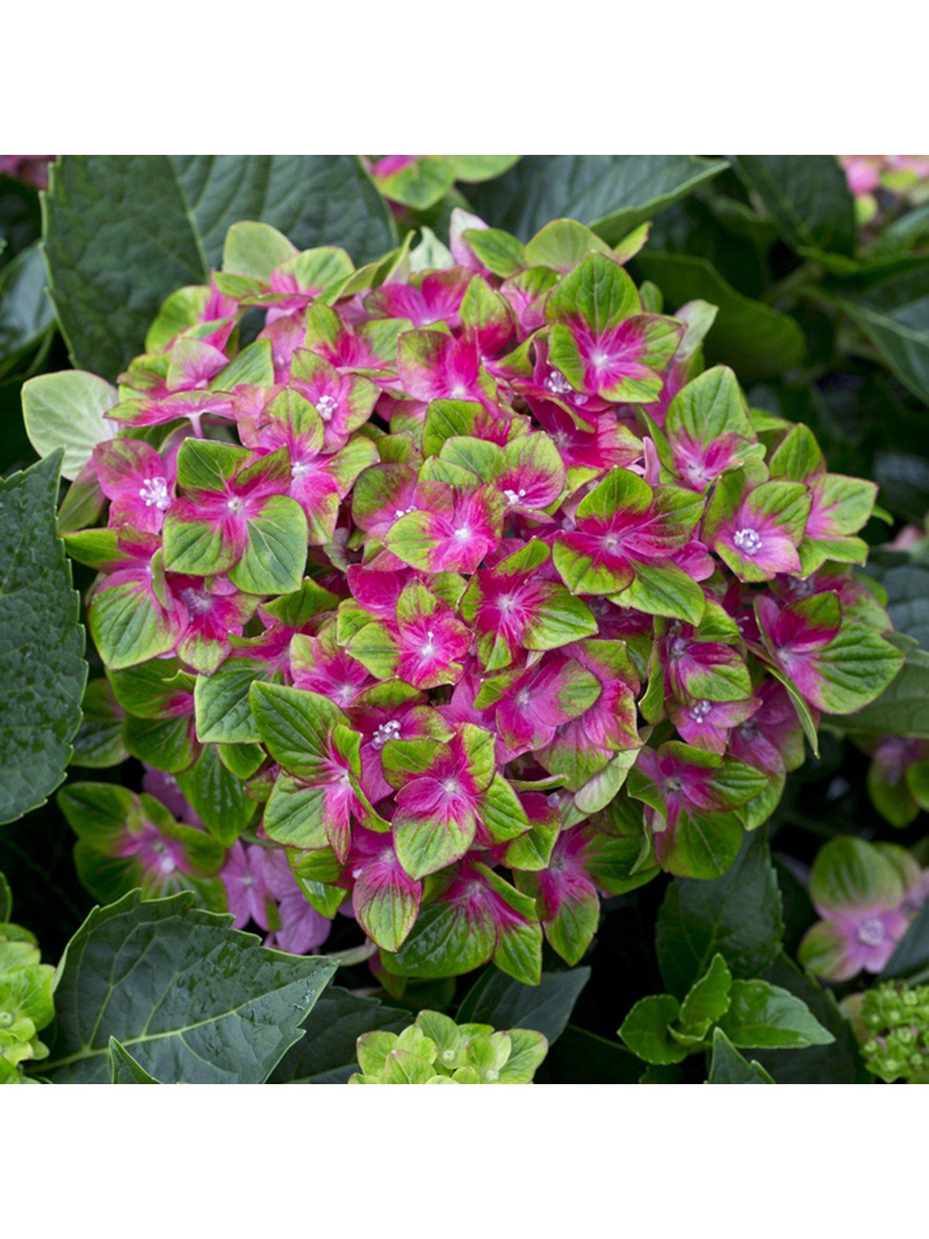 Hydrangea 'Glam Rock' 2 X 14Cm Potted Plants review