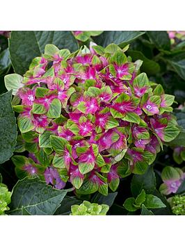 Product photograph of Hydrangea Glam Rock 2 X 9cm Potted Plants from very.co.uk