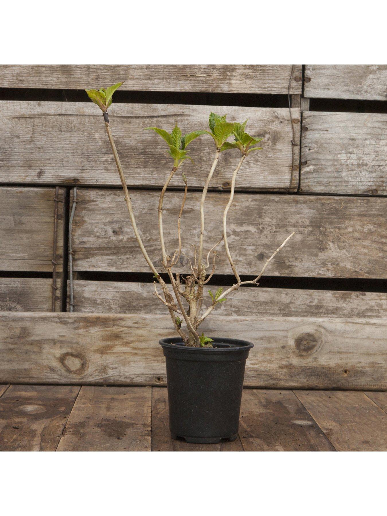 Image 4 of 4 of You Garden Hydrangea Glam Rock 2 x 9cm Potted Plants