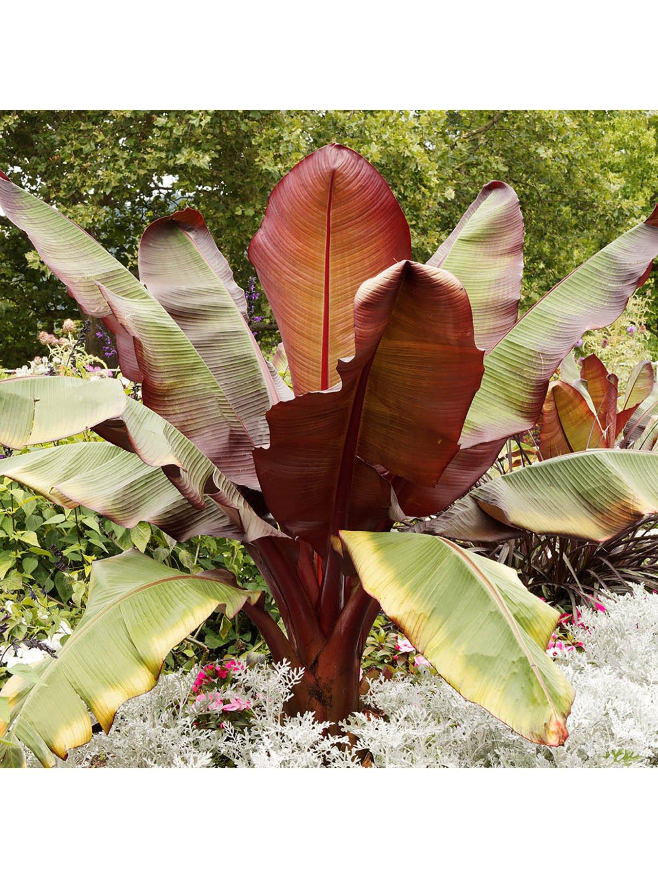 You Garden Ensete ventricosum 'Maurelii' - Red Abysinnian Banana 1L