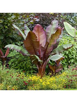 Product photograph of Ensete Ventricosum Maurelii - Red Abysinnian Banana 1l from very.co.uk