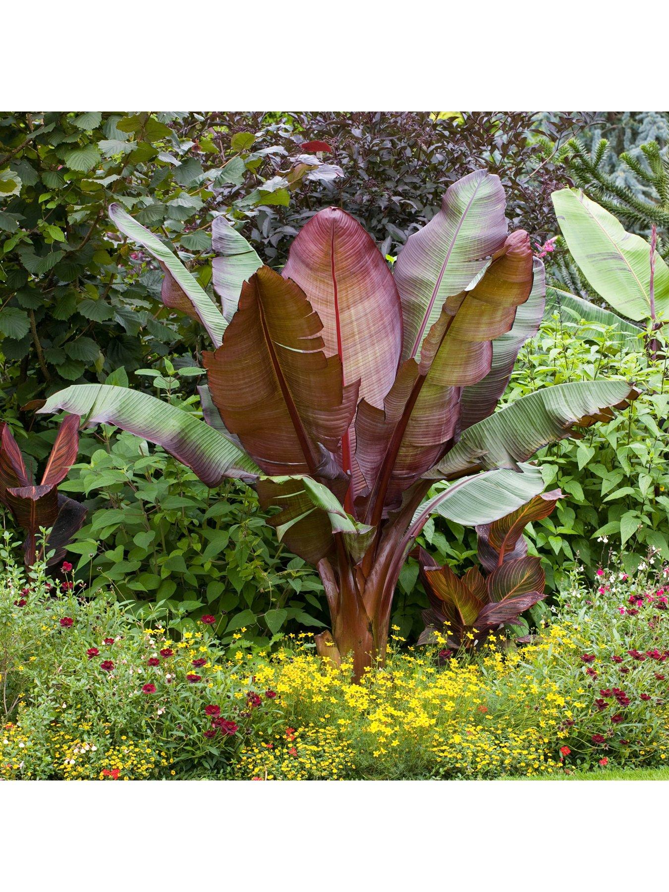 undefined Ensete ventricosum 'Maurelii' - Red Abysinnian Banana 1L