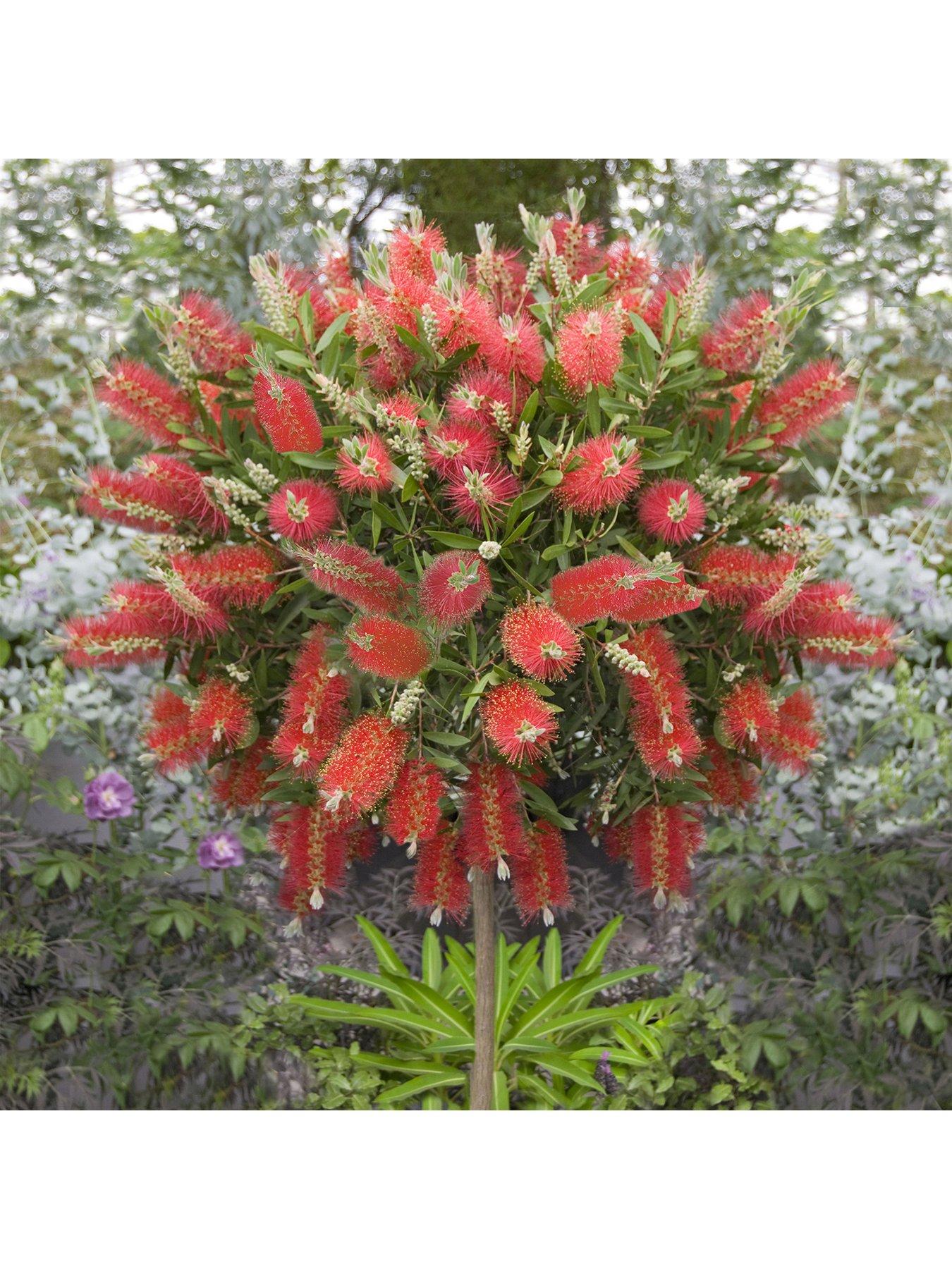 undefined Callistemon 'Bottlebrush' Standard