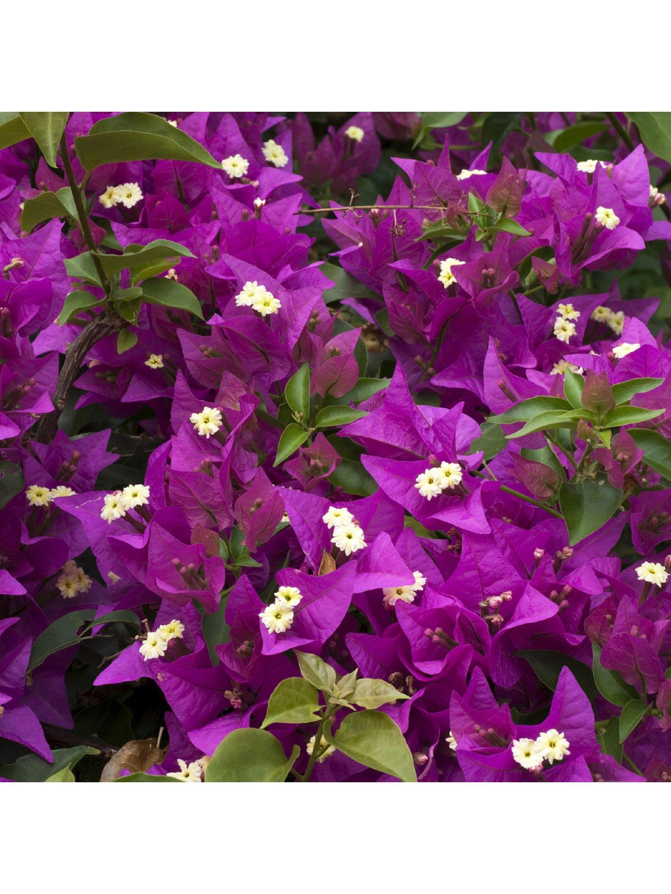 Product photograph of Bougainvillea Pink Pillar 3l Potted Plant 1 4m Tall from very.co.uk