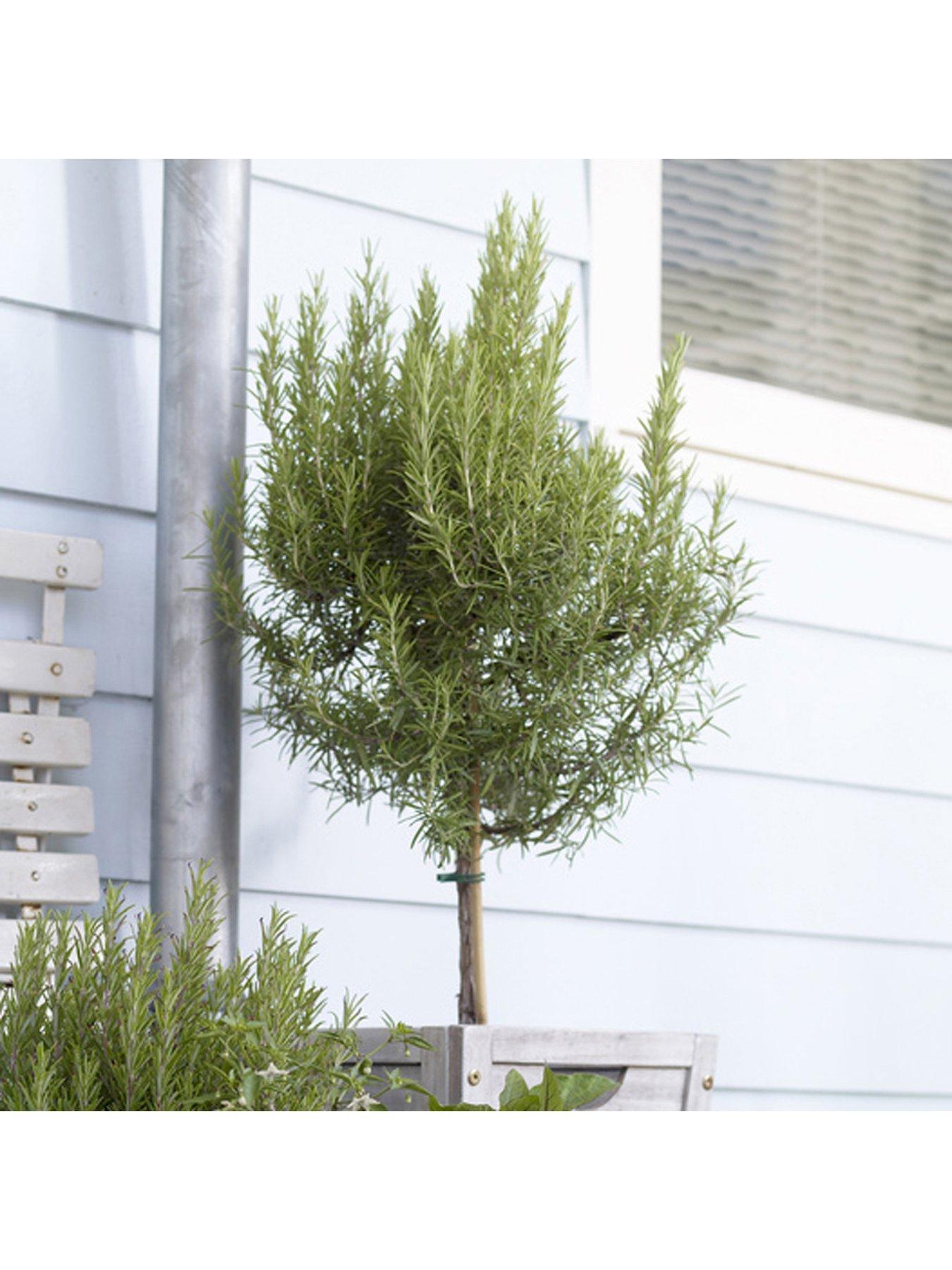 Product photograph of You Garden Standard Rosemary Tree 3l Potted Plant 90cm Tall from very.co.uk