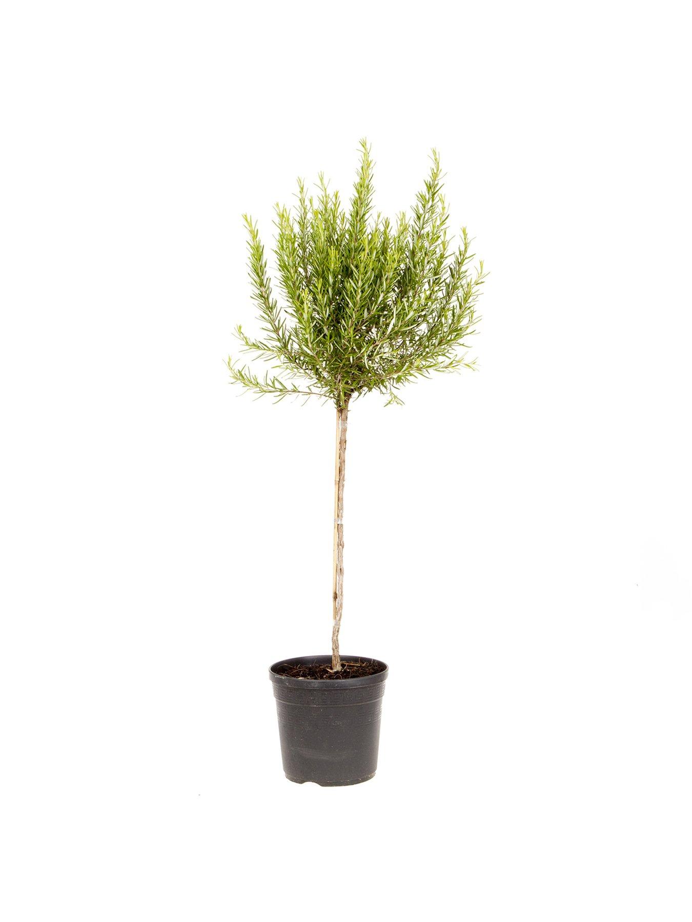 Image 2 of 5 of You Garden Standard Rosemary Tree 3L Potted Plant 90cm Tall