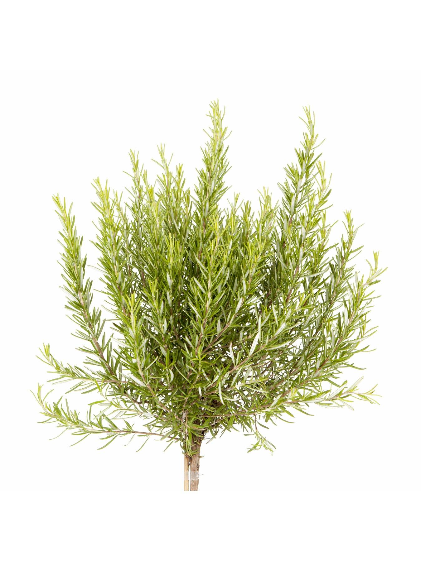 Image 3 of 5 of You Garden Standard Rosemary Tree 3L Potted Plant 90cm Tall