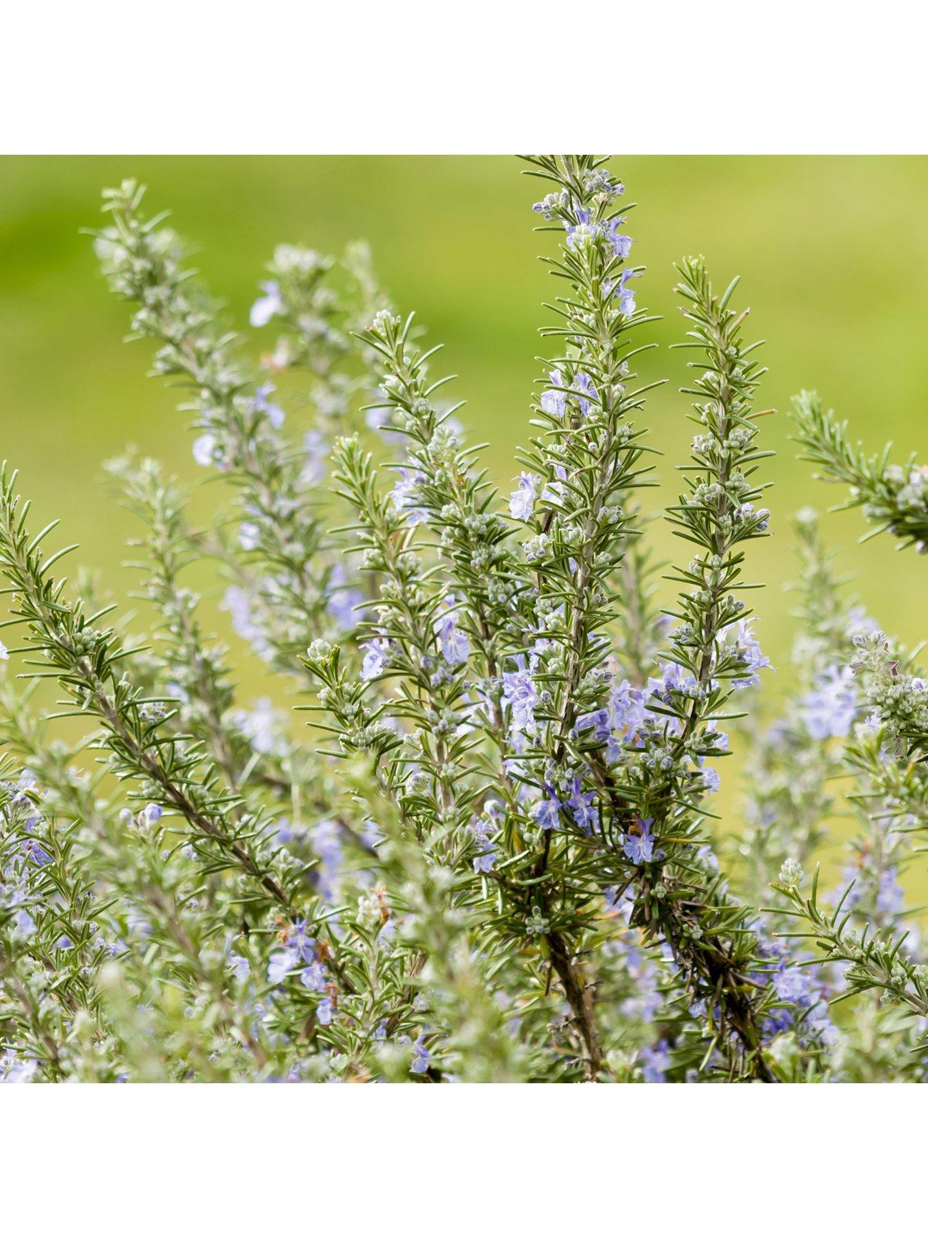 Image 4 of 5 of You Garden Standard Rosemary Tree 3L Potted Plant 90cm Tall