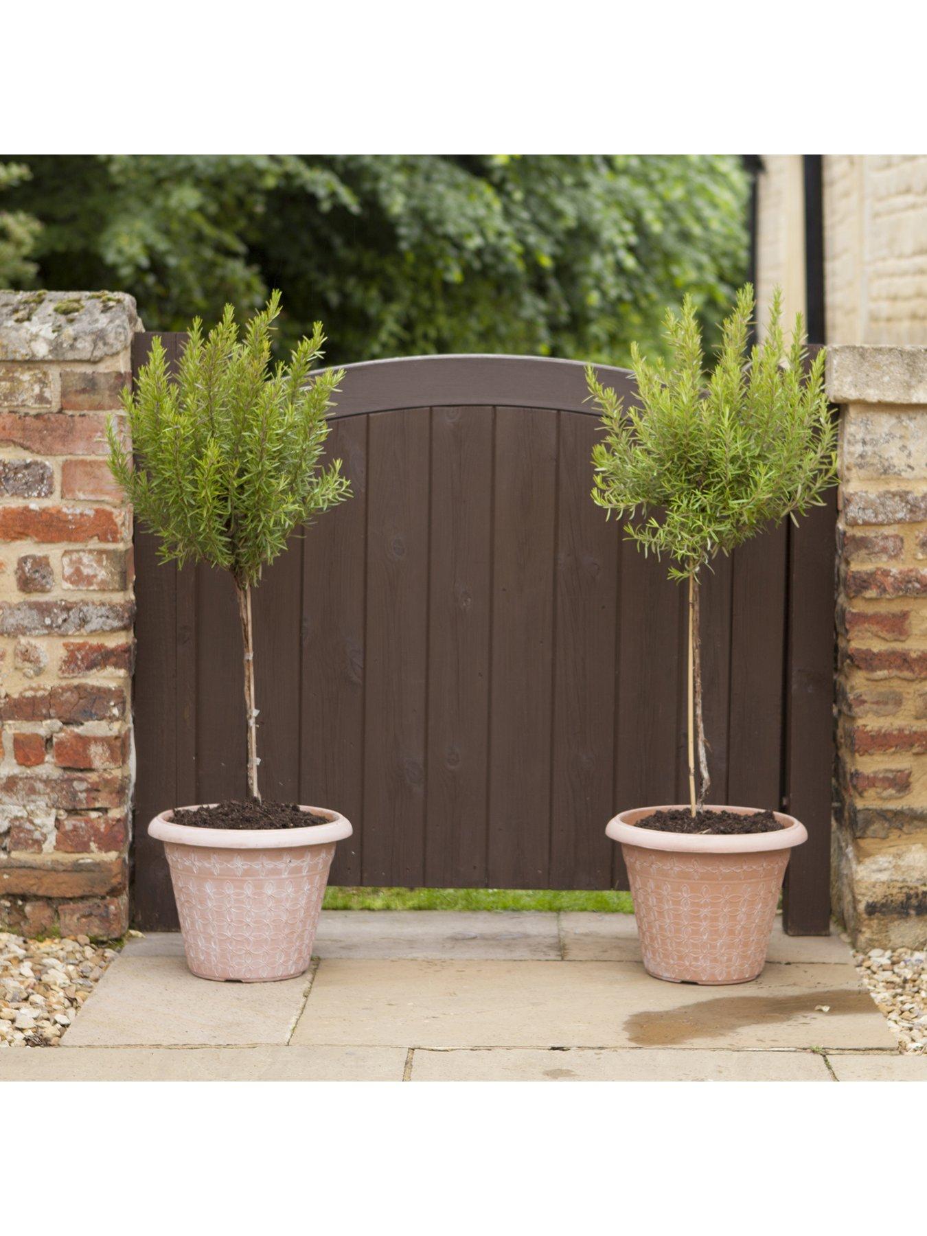 Image 5 of 5 of You Garden Standard Rosemary Tree 3L Potted Plant 90cm Tall