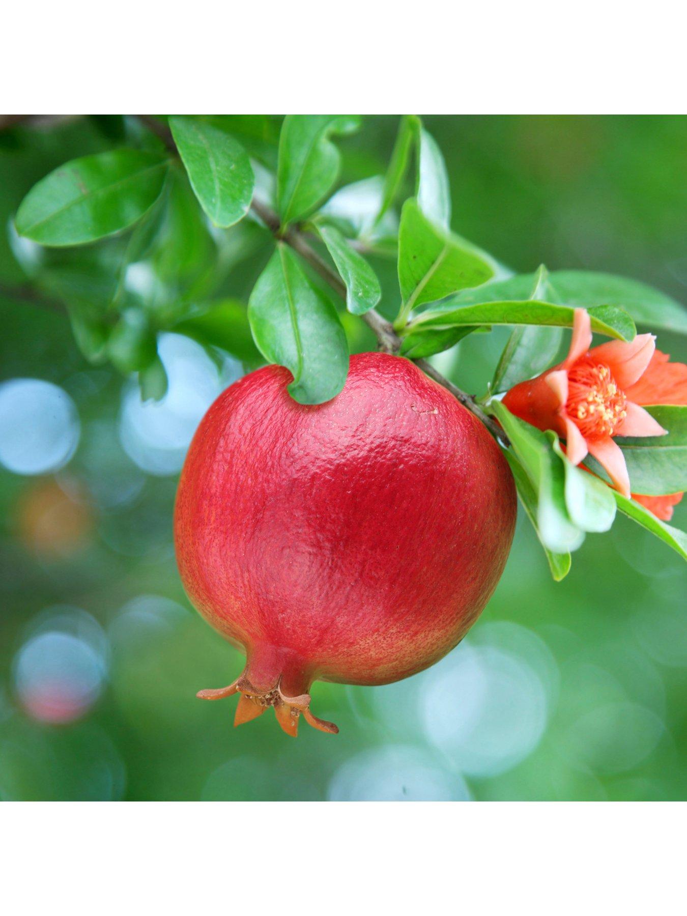 Product photograph of Hardy Pomegranate Bush 2l Potted Plant from very.co.uk