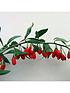 image of goji-berry-instant-success-2l-potted-plant