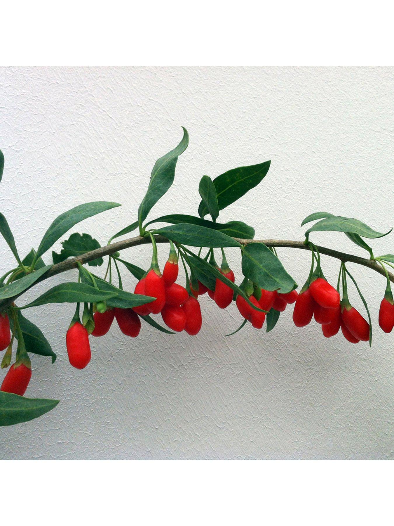 Image 3 of 4 of You Garden Goji Berry 'Instant Success' 2L Potted Plant