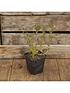  image of goji-berry-instant-success-2l-potted-plant