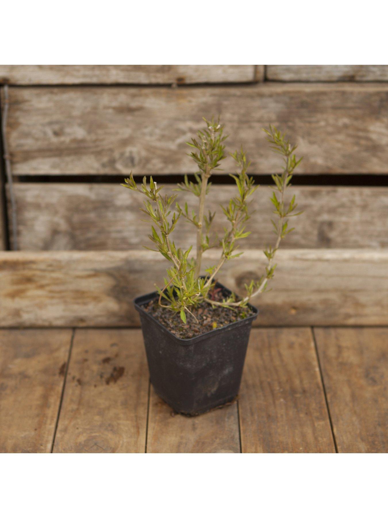 Image 4 of 4 of You Garden Goji Berry 'Instant Success' 2L Potted Plant