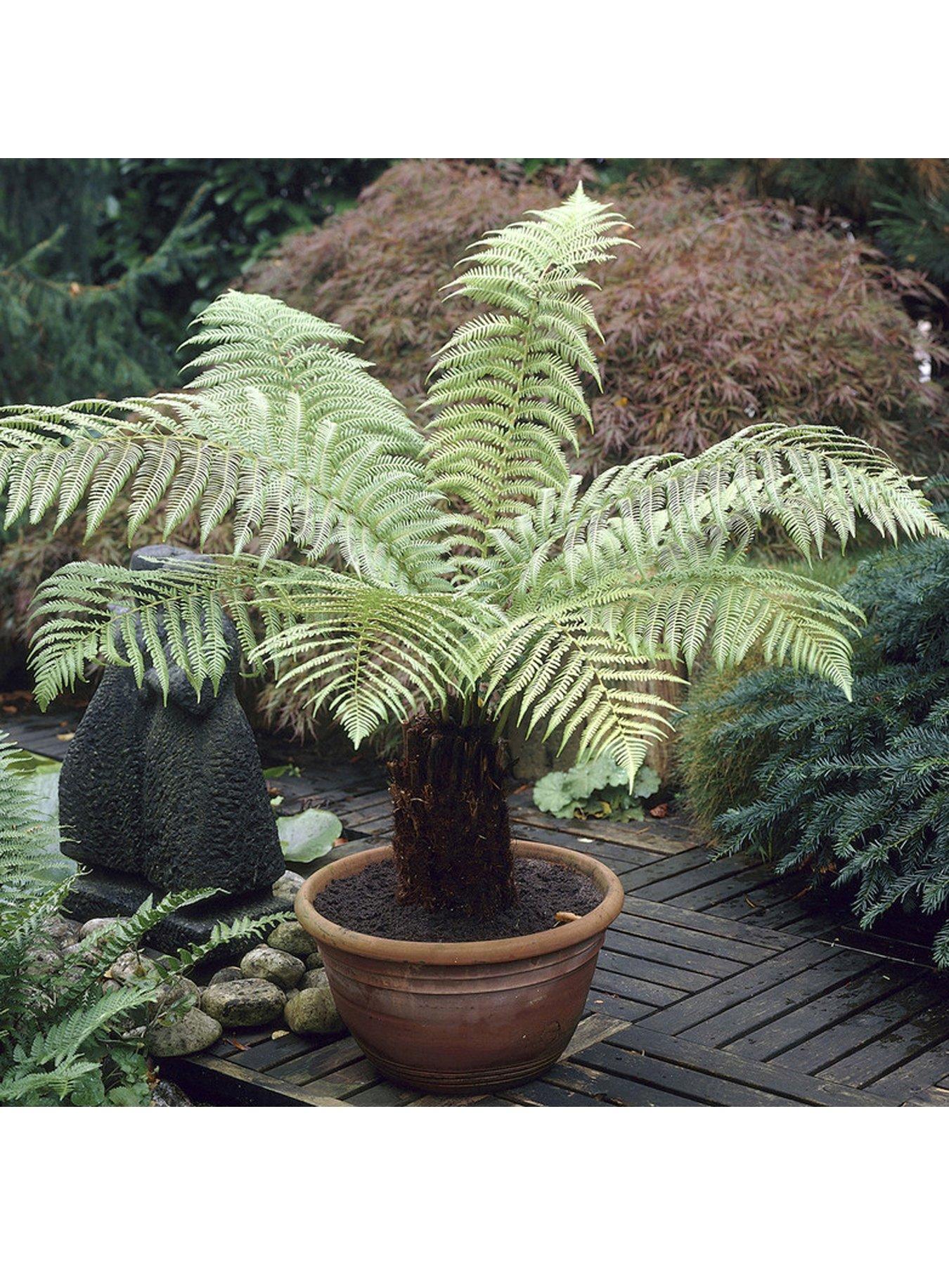 Dicksonia Antartica Tree Fern review