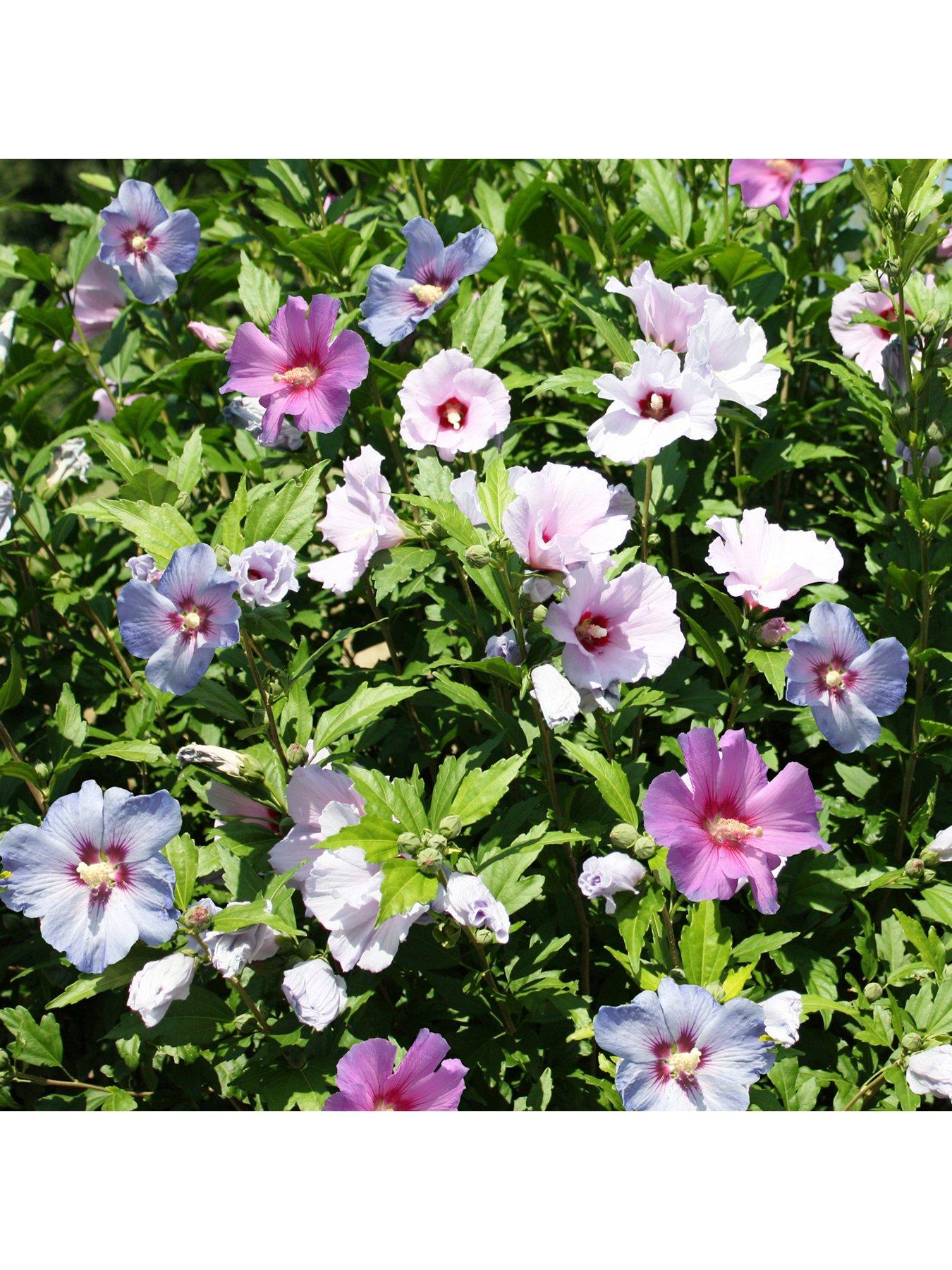 Product photograph of 3-in-1 Hibiscus Tricolour 3l Potted Plant from very.co.uk